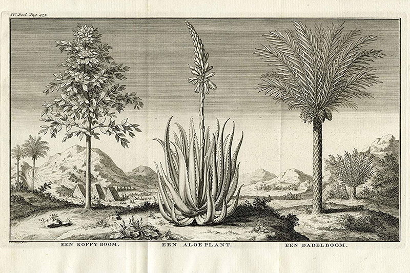 "Een Koffyboom - Een Aloeplant - Een Dadelboom" J.C. Philips, z czwartego tomu "Hedendaagsche Historie of Tegenwoordige Staat van Alle Volkeren" (Tirion, 1732)