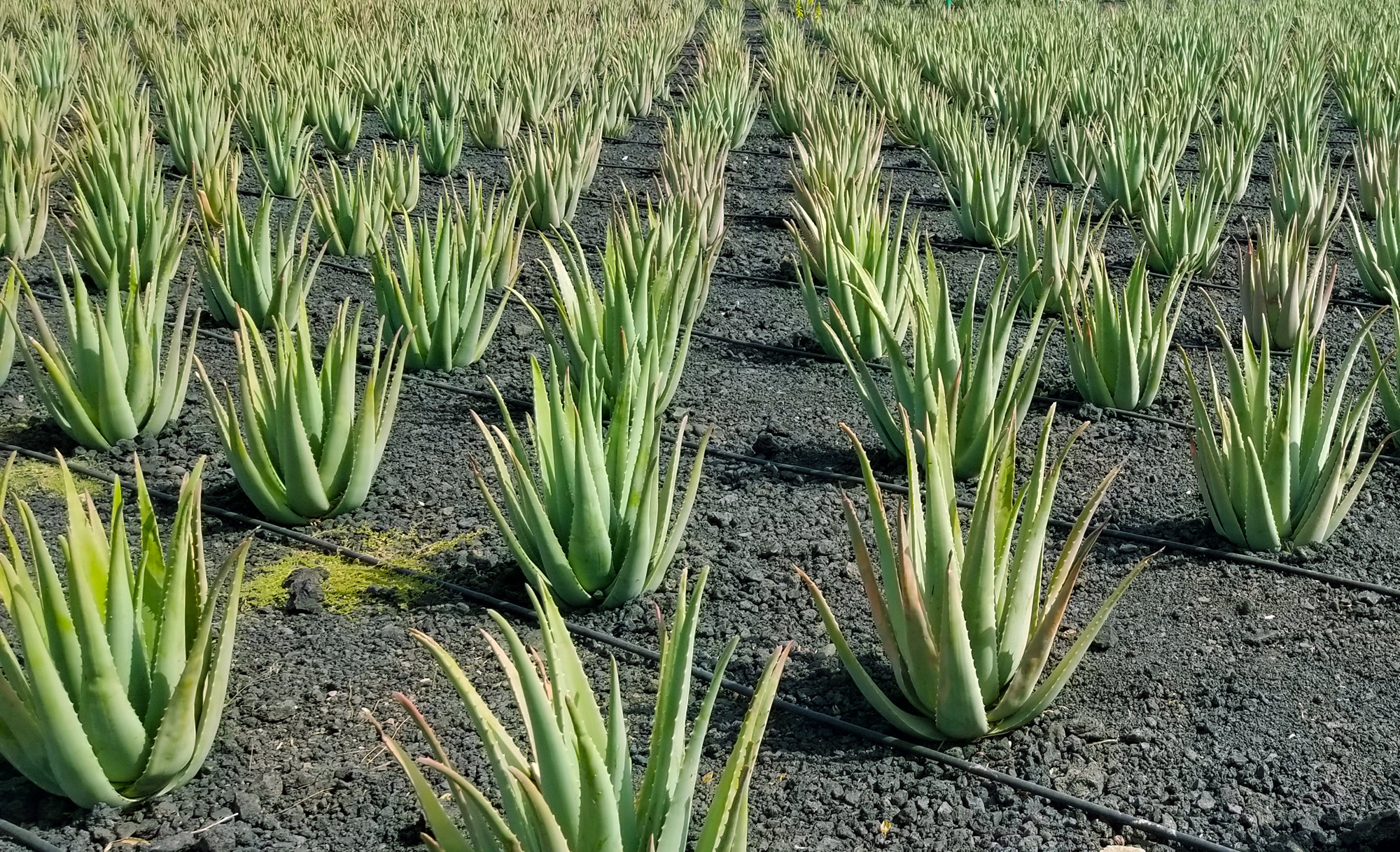 aloe vera gel zum einnehmen 96% Bio-Aloe-Vera-Gel main image 0