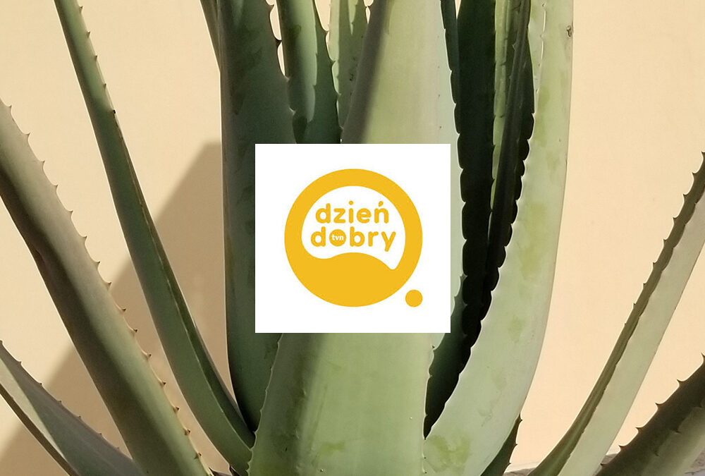 Dzień Dobry TVN: Aloe Vera – królowa roślin